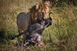 © Alex254/Wirestock Creators - Lion carrying the corpse of a wildebeest in a field in Masai Mara, Kenya