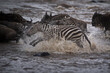 Confusion of wildebeests and zeal of zebras walking in the water in Masai Mara, Kenya
