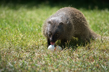 Wall Mural - View of an Egyptian mongoose eating a big egg on grassland in Israel