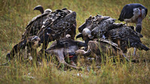 Flock Of Vultures Feeding On A Dead Animal In A Field In Masai Mara, Kenya During Daylight