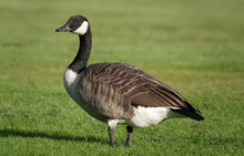 Closeup Of A Cute Canada Goose On Green Grass