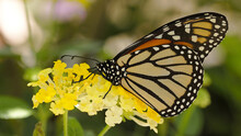 Closeup Shot Of Monarch Butterfly On Yellow Lantana Flowers