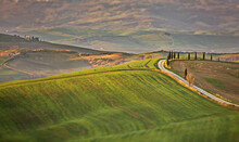 Green Landscape With Trees And Road In Tuscany, Italy