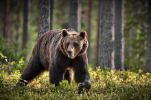 Green Forest With Grizzly Bears In Finland During Daylight