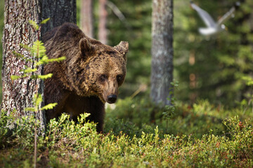 Poster - Male brown Grizzly bear on the sunny grass ground and trees on a sunny day in Finland