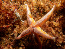 A Closeup Picture Of A Common Starfish, Common Sea Star Or Sugar Starfish, Asterias Rubens. Picture From The Weather Islands, Skagerack Sea, Sweden