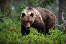 Big Brown Bear Looking For Food In A Green Field In A Forest