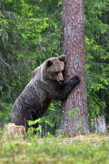 Poster - Male brown Grizzly bear on the grass ground hugging a tree  in the forest in Finland