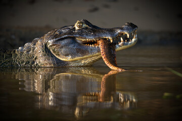 Canvas Print - Close-up shot of a head of a black caiman with a big fish in its mouth