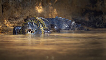 Selective Focus Of An Anaconda Snake Wrapped Around An Alligator In A Pond In Pantanal, Brazil