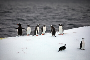 Sticker - Group of penguins near the ocean standing on a snow on the shore