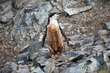 Sticker - Beautiful view of a dirty Gentoo penguin standing on rocks in Antarctica