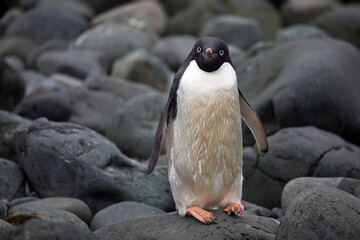 Sticker - Cute penguins in the snowy Antarctica Continent