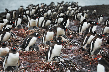 Sticker - Cute penguins in the snowy Antarctica Continent