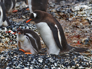 Sticker - Beautiful view of two Gentoo penguins standing on a rocky pebbles ground  in Antarctica