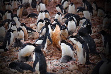 Sticker - Cute penguins in the snowy Antarctica Continent