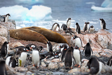 Sticker - View of many Gentoo penguins standing on a high rock next to Elephant seals in Antarctica