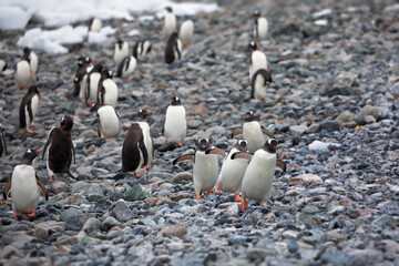 Sticker - Cute penguins in the snowy Antarctica Continent