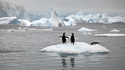 Poster - View of Gentoo penguins standing on a piece of ice in the water in Antarctica