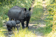 Mother Rhino With Its Calf In The Jungle On A Sunny Day