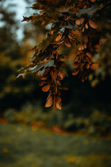 Vertical closeup of the foliage of the tree.
