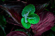 Closeup Photo Of Green And Purple Strawberry Leaves After Rain