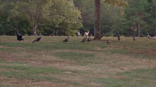 Wild Turkeys And Whitetail Doe Scared And Run Away