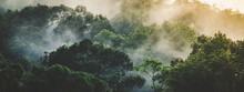Panorama Banner Background Of Tropical Forest Landscape Scene For Using In Concept Of Environmental Ecology And Sustainable Energy Or Earth Day, Wild Wood Scenic Using For Wallpaper Of Spa And Tourism