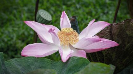 Fotomurales - Pink lotus flower. Close-up photo