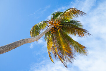 Coconut palm with fruits