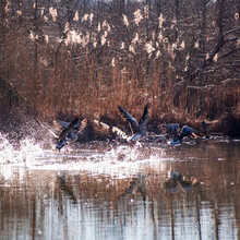 Geese Taking Off From A Lake Splashing Water