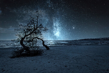 Wall Mural - trees on the beach at night