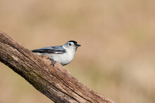 Close-up Shot Of A Beautiful White-breasted Nuthatch On The Branch With Blurred Background