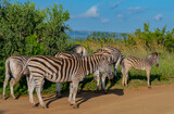 Fototapeta Konie - Zebras im Naturreservat Hluhluwe Nationalpark Südafrika