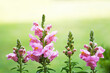 Closeup shot of pink snapdragon flowers