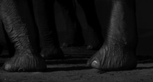 Grayscale Closeup Shot Of Elephant Feet