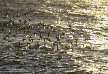 Wall Mural - Bird flock flying over the sea