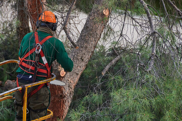 Wall Mural - Lumberjack on a crane with a hydraulic platform reaching the branches of the trees that he has to cut down with a mechanical saw.