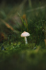 Sticker - Vertical shot of a mushroom with grass on the forest ground