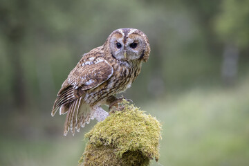 Poster - Closeup shot of a tawny owl perched on a mossy surface on a blurred background