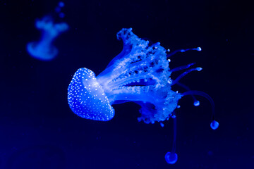 Wall Mural - Beautiful shot of jellyfish dancing in the blue ocean