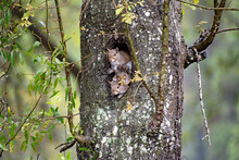 Cute Squirrel Family In Knothole Of Tree.