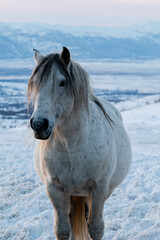 Sticker - Vertical closeup of a white horse against the snowy landscape in sunlight under the cloudless sky