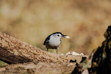 Closeup Portrait Of A Tiny White-breasted Nuthatch Holding Seeds In Its Beak, Perched On A Tree