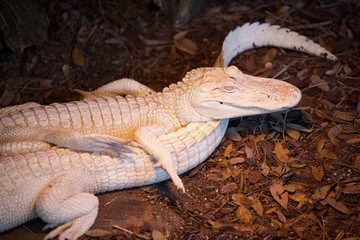 Poster - Closeup shot of white crocodiles crawling on the ground outdoors