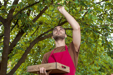 Wall Mural - Young man harvesting mulberries in a tray near a mulberry tree. Farmer guy with berries in his garden. Fresh black, purple, red fruits of the tree Morus rubra on a summer day