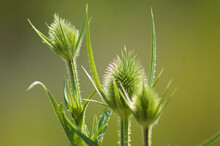 Closeup Of Green Cutleaf Teasel Seeds With Green Blurred Background