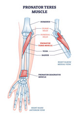 Poster - Pronator teres muscle with arm and elbow muscular system outline diagram. Labeled educational scheme with hand skeletal anatomy and ulnar or humeral head location in anterior view vector illustration.