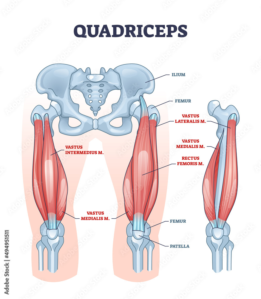 Quadriceps Muscle And Quads Leg Muscular Or Bone Anatomy Outline 