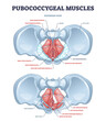 Pubococcygeal muscles group with pubococcygeus, iliococcygeus and puborectalis outline diagram. Labeled educational scheme with anal sphincter and ischiococcygeus musclular system vector illustration.